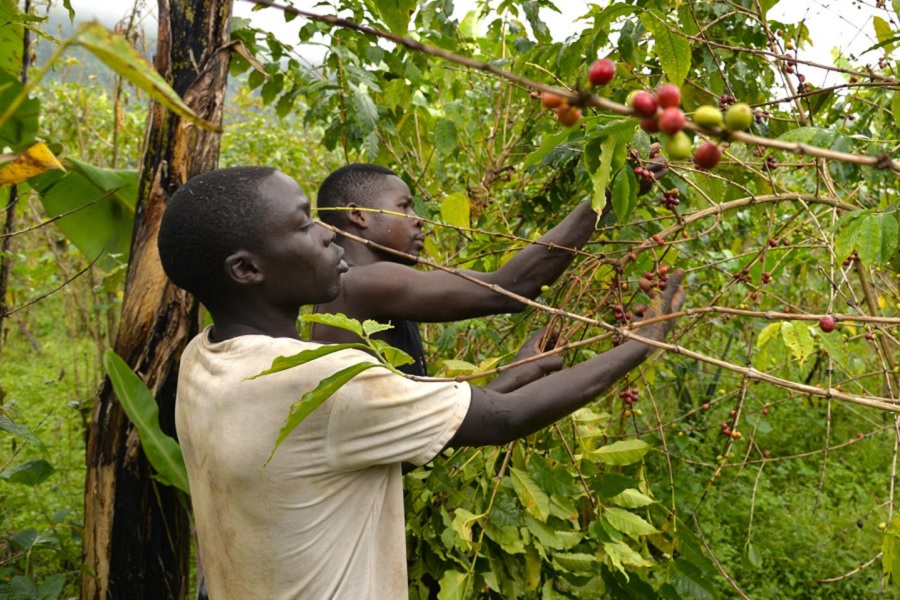 spolupráce s domorodci (fairtrade)